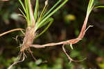 Florida sedge